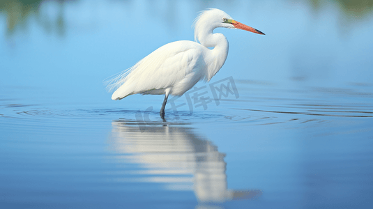 白色小鸟摄影照片_一只站在水中的白色小鸟