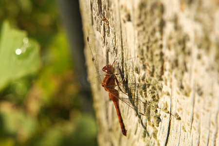 Ruby Meadowhawk 蜻蜓雌性