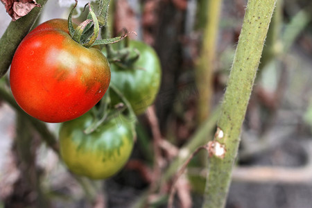 生长在灌木的一个红色蕃茄