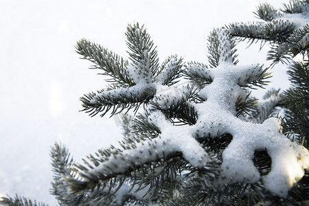 绿森林覆盖白雪摄影照片_白色背景中白雪覆盖的冷杉树枝