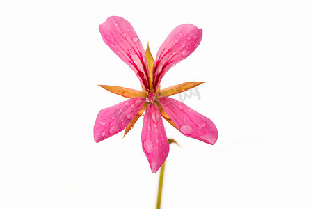 粉色天竺葵花