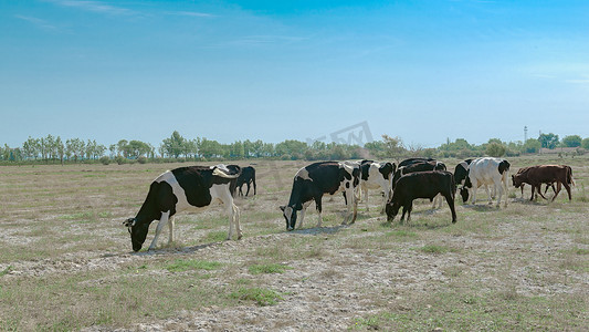 内蒙古奶牛养殖基地