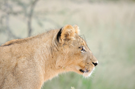 卡拉哈里沙漠中的幼狮