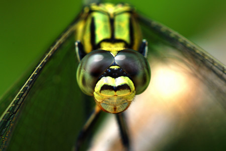 一只绿色蜻蜓的特写镜头