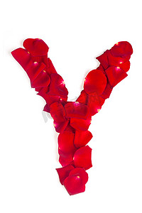爱情语言摄影照片_由红色花瓣制成的字母 Y 在白色的玫瑰上