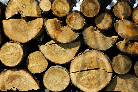 冬天森林里砍伐的木头堆