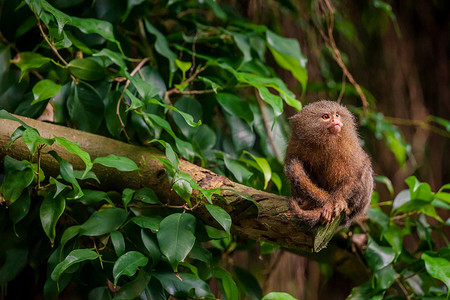 侏儒狨猴在丛林中