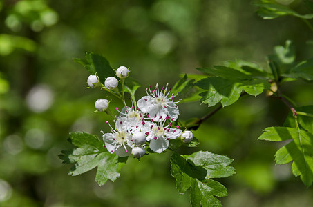 恩和摄影照片_山楂、白刺或山楂单子枝，白色花瓣和粉红色雄蕊花，有选择的焦点，南方公园