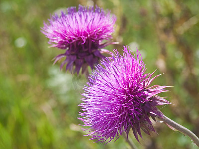 玫瑰花带刺摄影照片_奶蓟 (SILYBUM MARIANUM)。