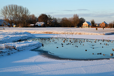 冬天结冰的湖面上的野生水鸟