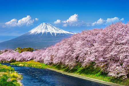 日本春天的富士山和樱花。