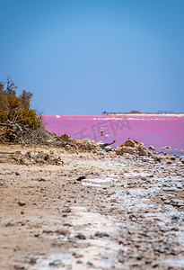 粉红湖摄影照片_西澳大利亚格雷戈里旁边粉红湖海滩的枯木