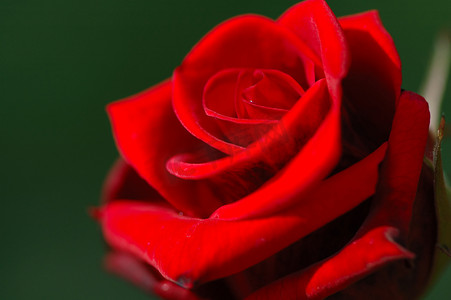 龙的诗句摄影照片_红玫瑰