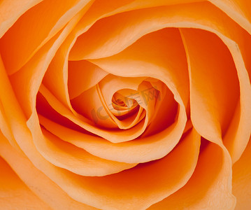 橙色浪漫摄影照片_美丽的橙玫瑰