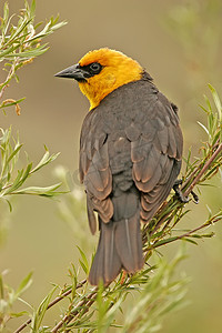 雄性黄头黑鸫 (Xanthocephalus xanthocephalus)