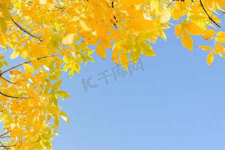清澈蓝天上的印度夏季金黄色秋叶