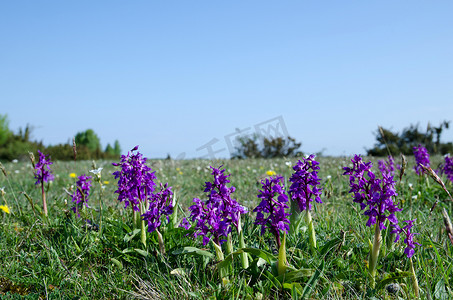 紫色草原摄影照片_在蓝天的紫色花