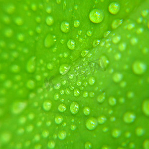 绿叶上的水滴