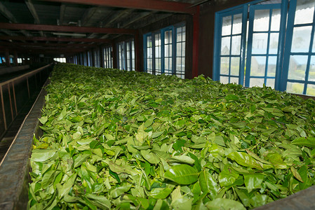 工厂茶摄影照片_茶厂鲜茶作物干燥