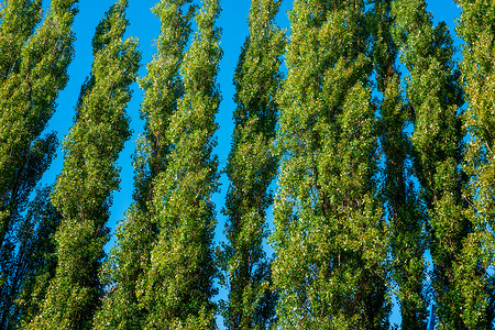 高大上的摄影照片_蓝色背景上的高大树木