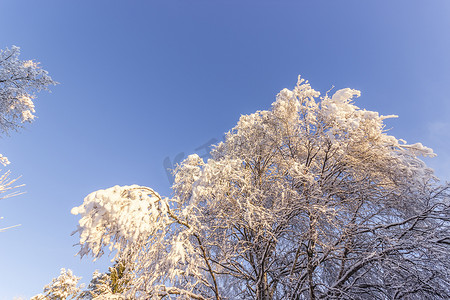 白雪覆盖的树木