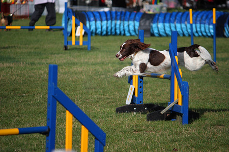 工作型英国史宾格犬宠物猎犬跳跃 ag