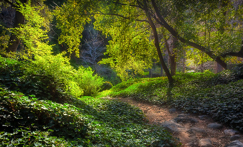 清晨在 Chantry Flats 的阳光路径