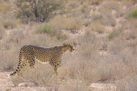 跨境人民币摄影照片_南非 Kgalagadi 跨境公园的猎豹