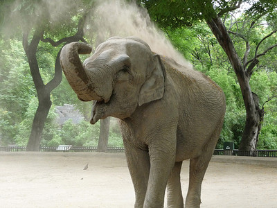 大象污垢淋浴