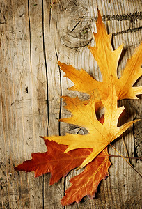 落叶设计摄影照片_秋天的落叶在木制的背景