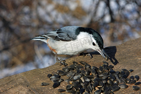 白胸五子雀 Sitta carolinensis