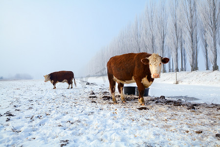 冬天雪地上的棕色奶牛