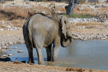 大象泥浴，埃托沙国家公园，纳米比亚