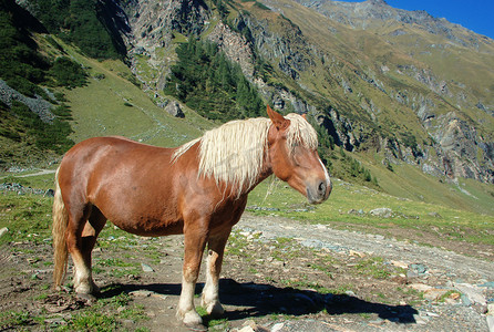 美丽的马在阿尔卑斯山