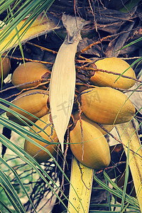 生长在可可椰子树的橙色椰子群