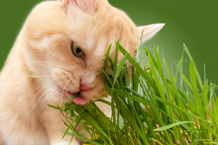 绿色背景中吃新鲜草的美丽奶油虎斑猫