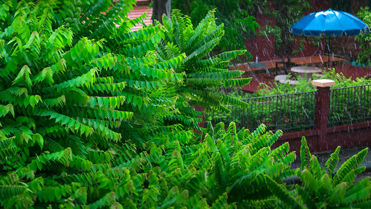 暴雨摄影照片_花园里树木上的新暴雨