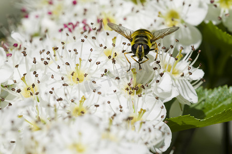 昆虫蜉蝣摄影照片_山楂花上的食蚜蝇