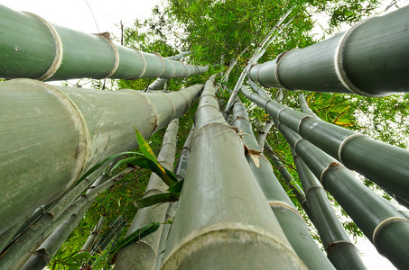 竹杆摄影照片_蚂蚁视野中的竹茎