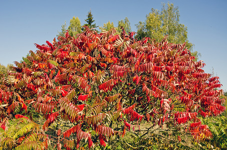 rhus摄影照片_美丽的秋天 Stahhorn Sumac (Rhus typhina) 叶子