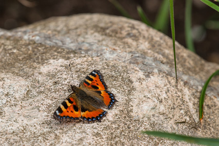 大石头上的蝴蝶