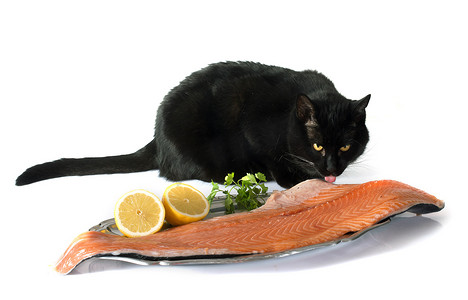猫和鲑鱼