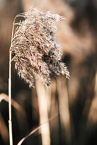 芦苇杆摄影照片_黄芦苇