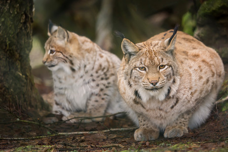 2019天猫双11摄影照片_两只天猫座在森林里紧张地等待着