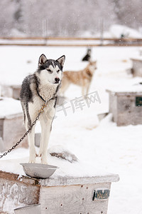 冬天站在狗屋屋顶上的雪橇犬