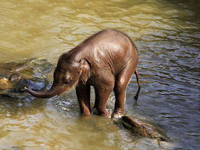 水中的大象