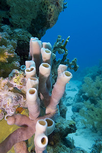 大海背景下热带海底珊瑚礁与海海绵