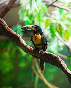 领 Aracari Agarrado Pteroglossus torquatus 巨嘴鸟