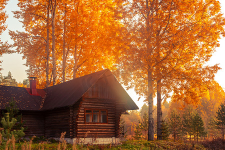 在一个雾蒙蒙的早晨，日出时被秋树环绕的质朴木屋。