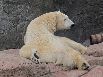 放松的北极熊，Ursus maritimus
